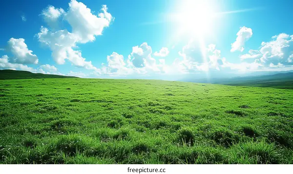 Expansive Grassland under a Blue Sky with White Clouds