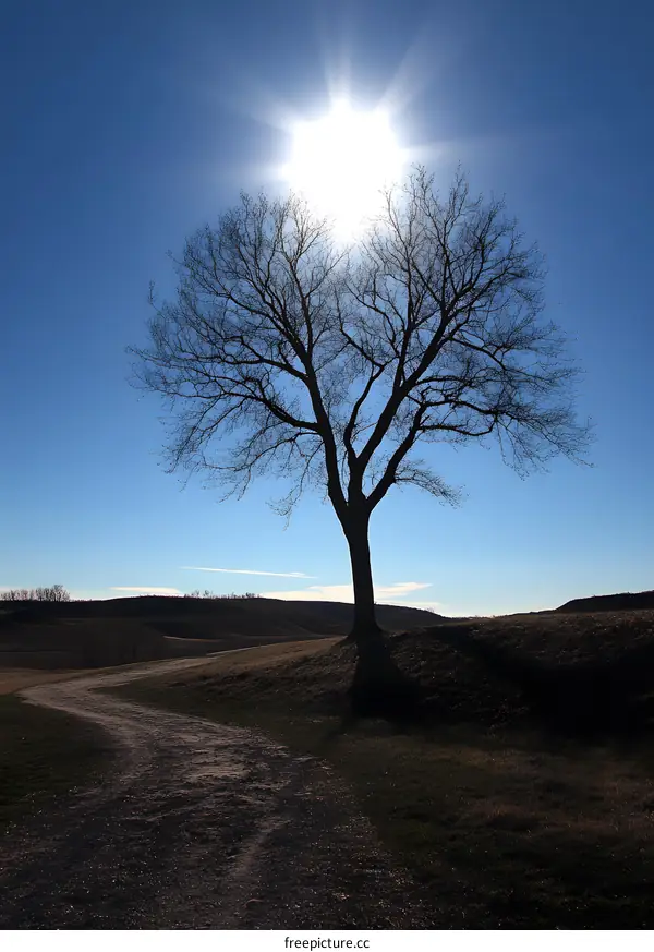 Silhouette of Tree in Sunny Day with Winding Path