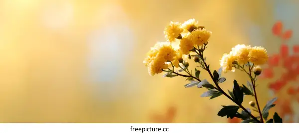 Yellow Chrysanthemum Flowers in Soft Light