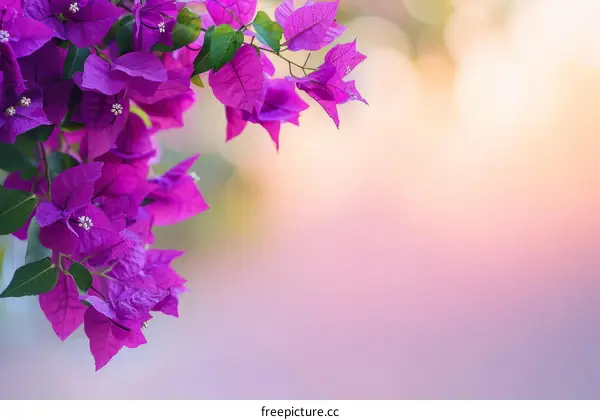 Purple Bougainvillea Flowers on a Soft Pink Background
