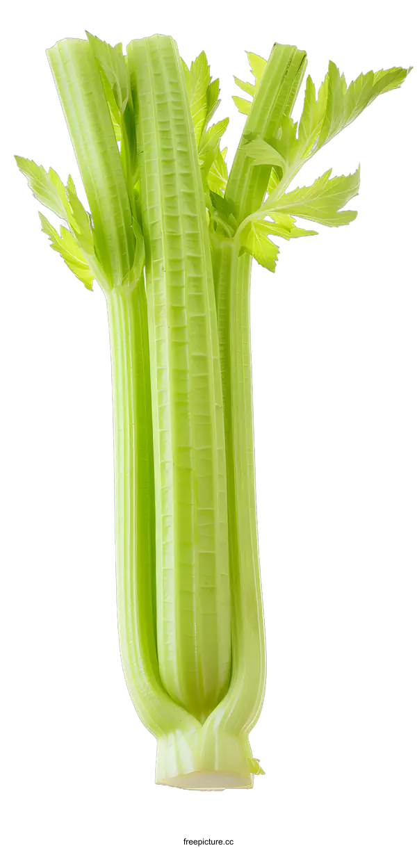[Transparent Background PNG]Fresh Green Celery Stalks with White Background