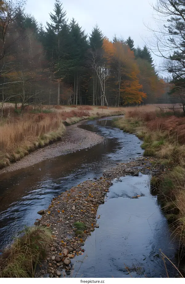 Autumn Creek Flowing Through Forest