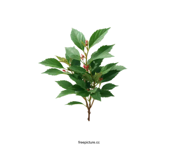 [Transparent Background PNG]Close Up of Lush Green Plant with Tiny Red Flowers