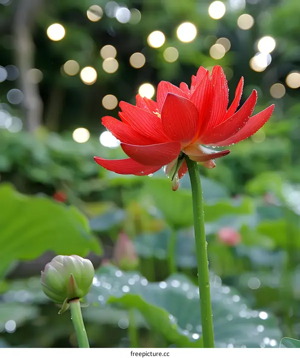 Red Lotus Flower with Water Droplets in Green Garden