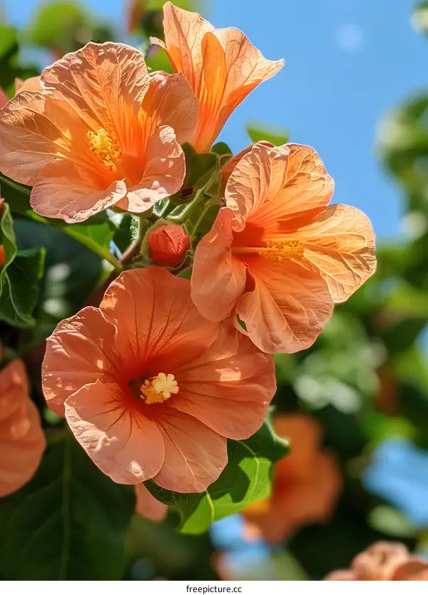 Orange hibiscus flowers in a garden