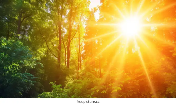 The sun shines through the trees in the forest