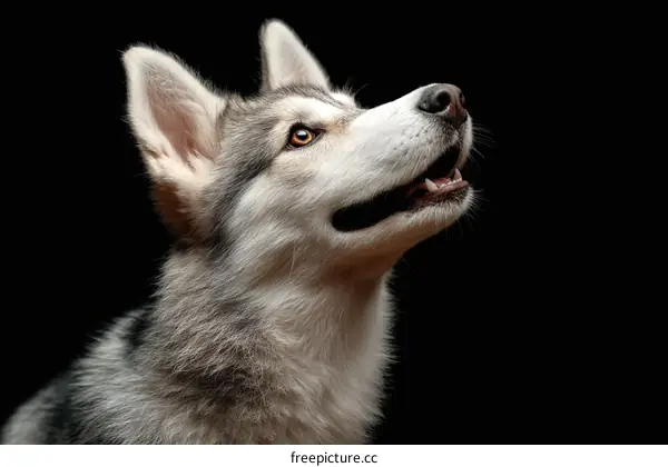 Close Up Portrait of a Husky Dog