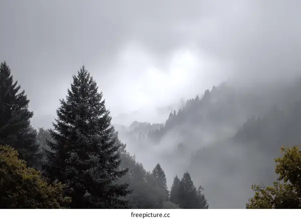 Misty Mountain Landscape with Evergreen Trees