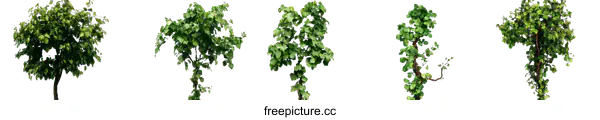 [Transparent Background PNG]Four Different Isolated Trees Illustration