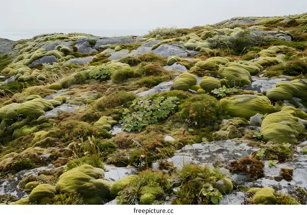 Green Moss on Rocks in a Landscape