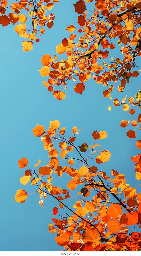 Orange Autumn Leaves Against Blue Sky