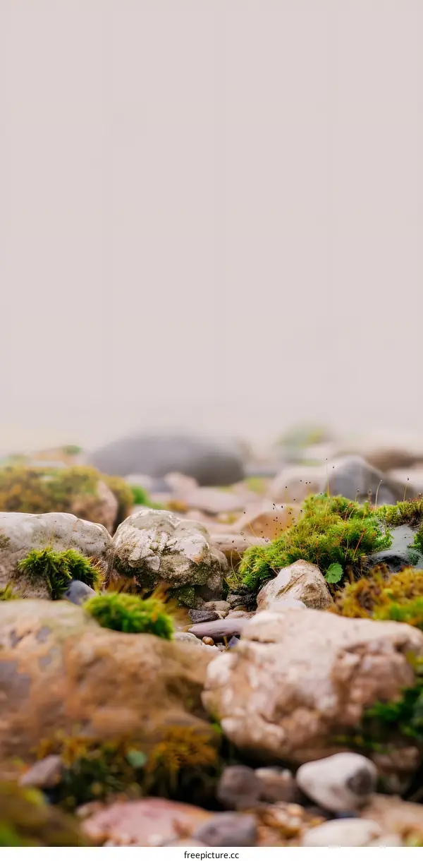 Close Up Of Moss Covered Rocks In A Foggy Forest