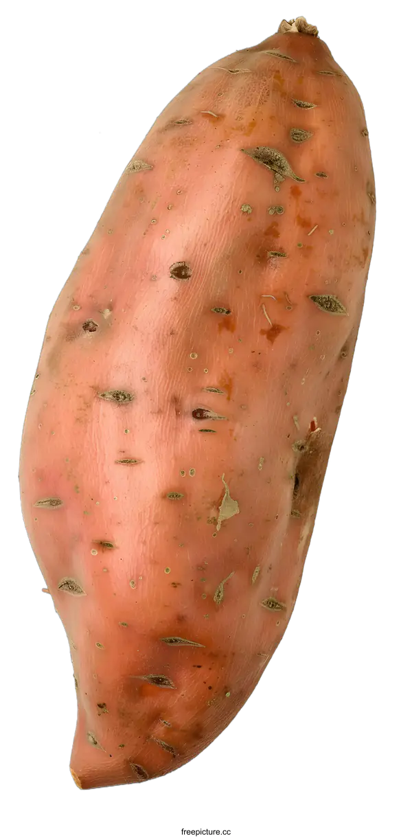 [Transparent Background PNG]Close Up Image Of A Single Sweet Potato