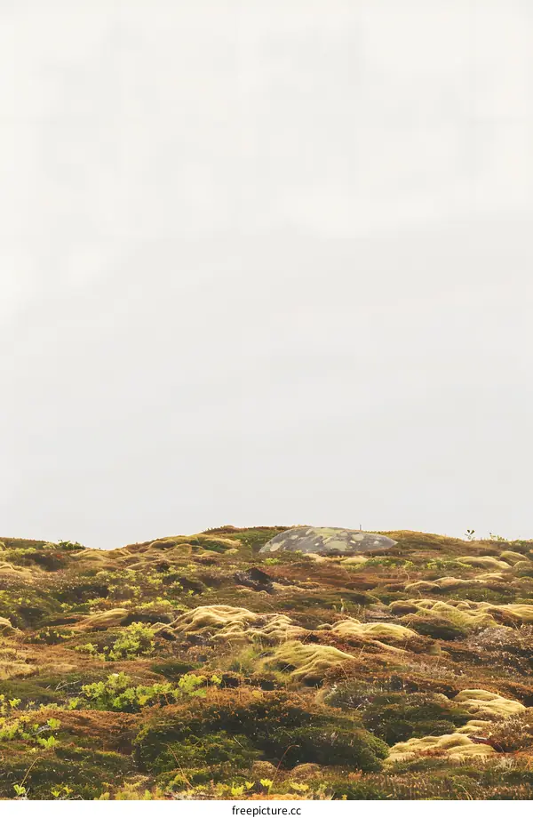 Green and Brown Mossy Field