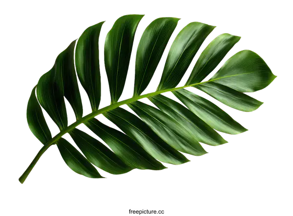 [Transparent Background PNG]Close up of a Monstera Deliciosa Leaf