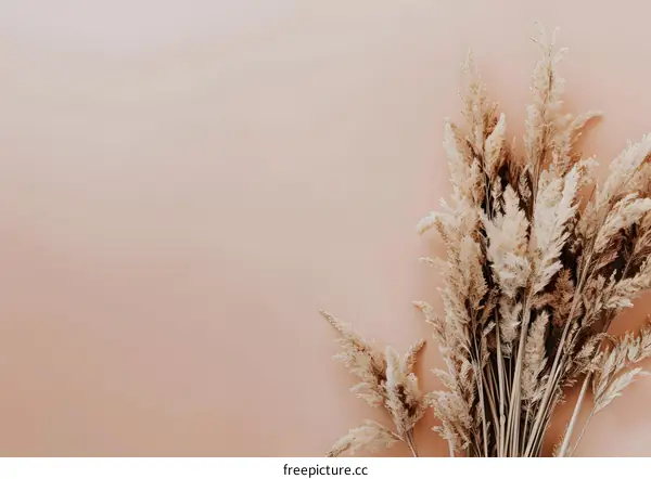 Dried Pampas Grass on Pink Background