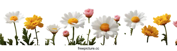 [Transparent Background PNG]Colorful Daisies in a Spring Meadow