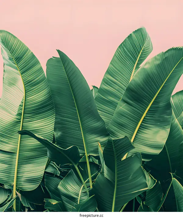 Green Tropical Leaves on Pink Background