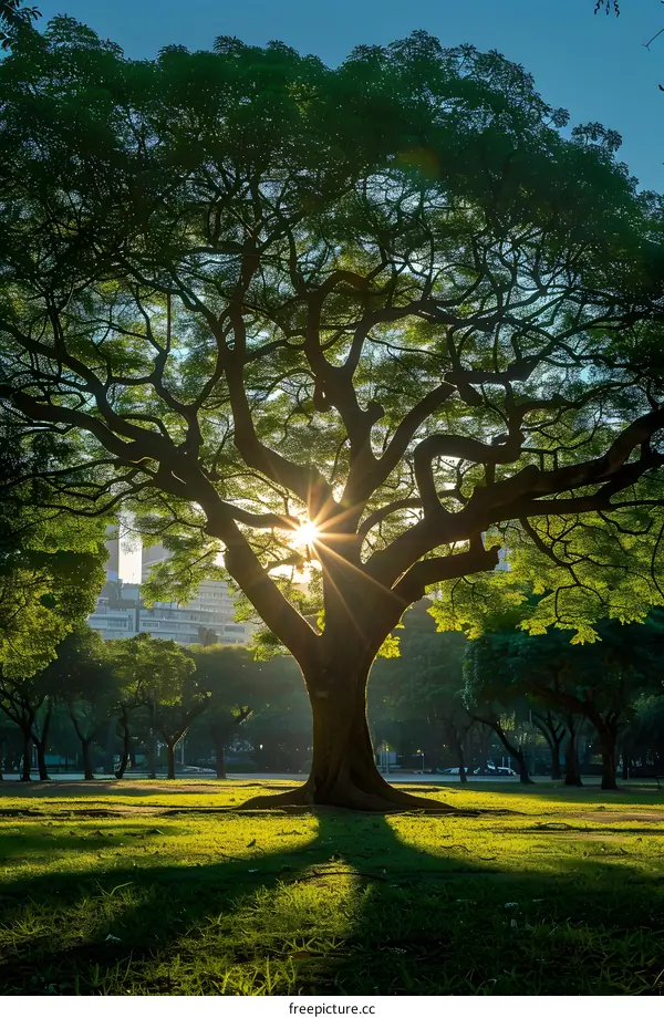 Sun shining through the tree in the park