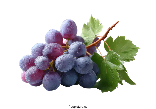 [Transparent Background PNG]Fresh Purple Grapes with Dew Drops