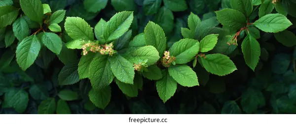 Closeup of Lush Green Leaves with Dew Drops