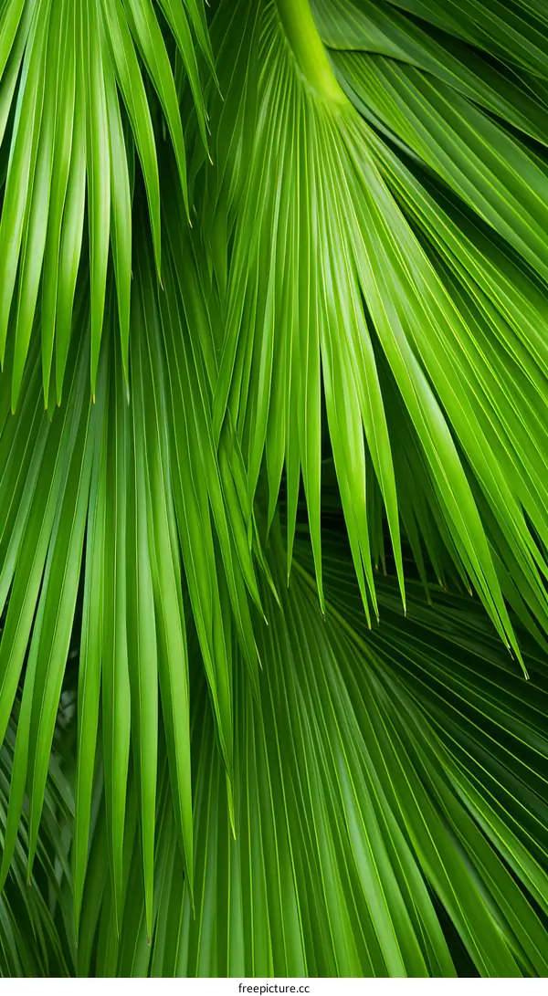 Green palm leaves background
