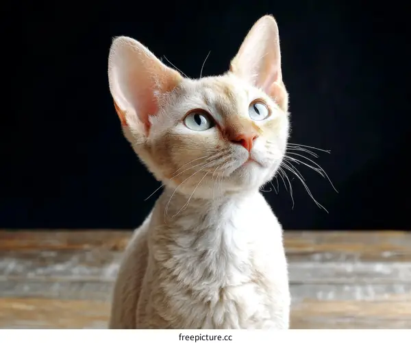 Close-up of a Cream-Colored Devon Rex Cat