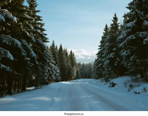 Snow-covered road surrounded by tall pine trees under clear sky