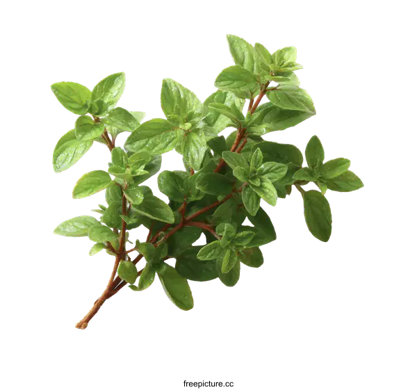 [Transparent Background PNG]Fresh Thyme Sprig Close-up