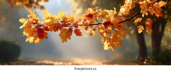 Autumn Leaves in a park in the morning light