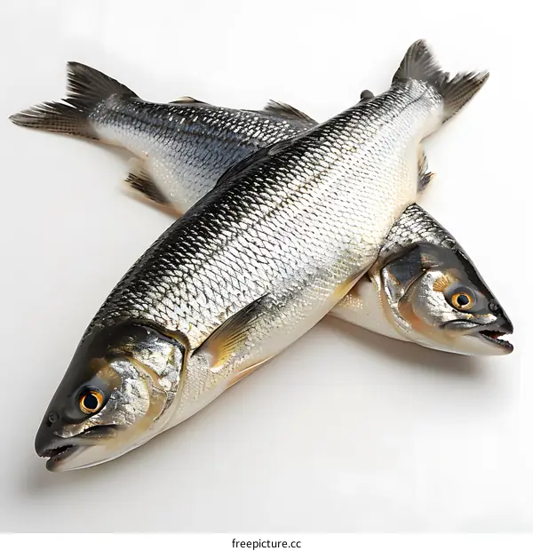 Two whitefish on a white background