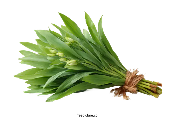 [Transparent Background PNG]Fresh Bunch of Ramson or Wild Garlic