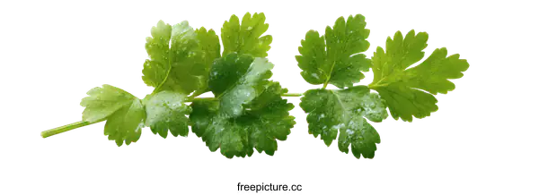 [Transparent Background PNG]Fresh Parsley Sprig Close-up