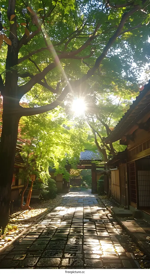 Sunlit path through a Japanese garden
