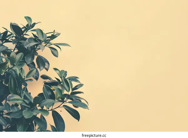 Green Leaves Against a Yellow Wall