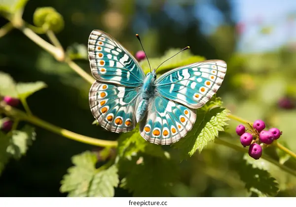 A colorful butterfly on a green leaf