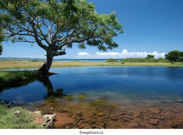 Beautiful landscape with a large tree near a body of water