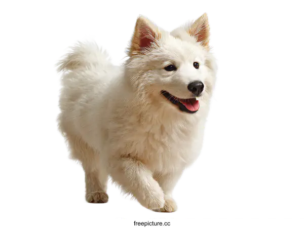 [Transparent Background PNG]Adorable White Puppy Running in Studio