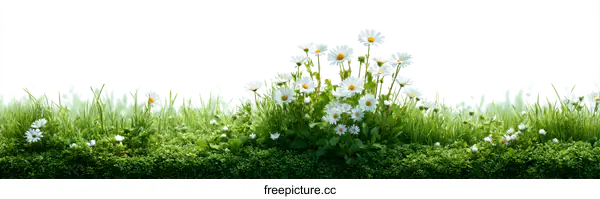 [Transparent Background PNG]Spring Meadow Flowers and Grass Border