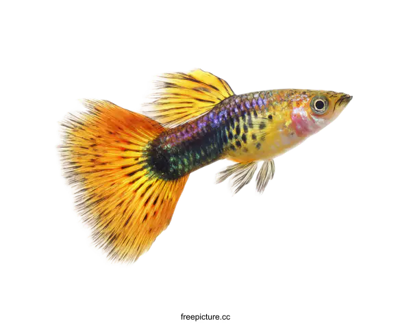 [Transparent Background PNG]Colorful Aquarium Fish Close-up