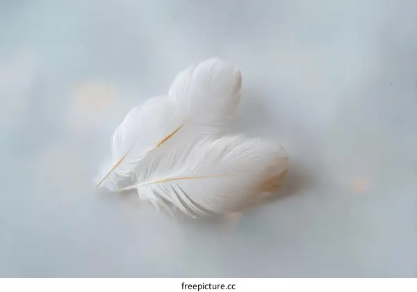 Delicate White Feathers on a Light Background