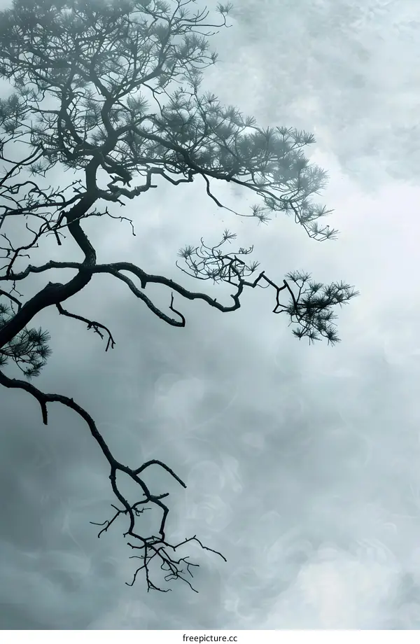 Silhouette of a Tree Branch Against a Cloudy Sky
