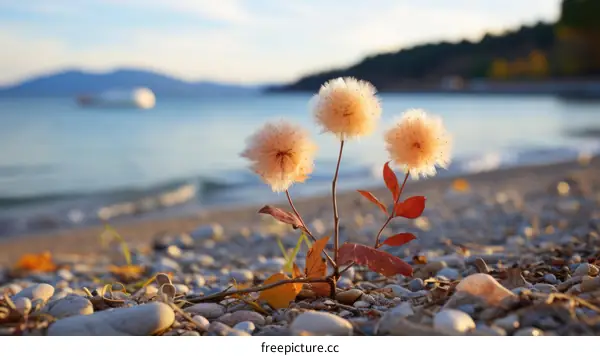 Three Fluffy White Dandelion Balls by the Lakeside in Autumn