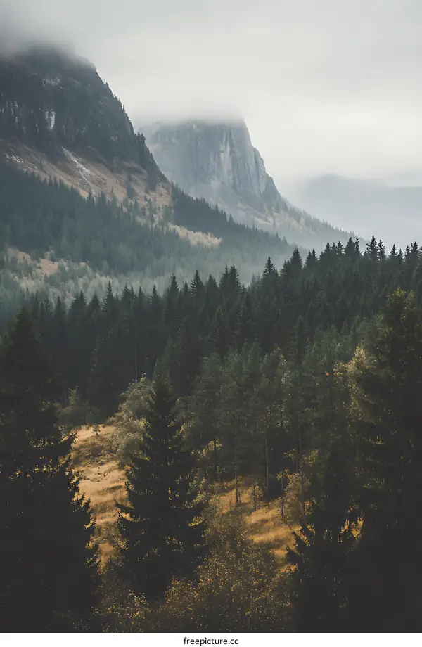Misty Mountain View with Pine Trees