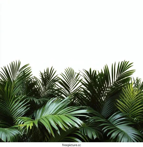 Tropical Palm Leaves Background Image