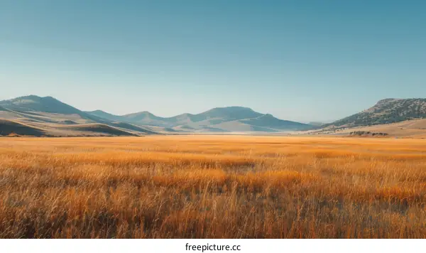 Golden Grassland Under Blue Sky with Distant Mountains