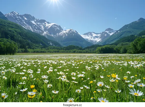 Field of Daisies with Mountain View