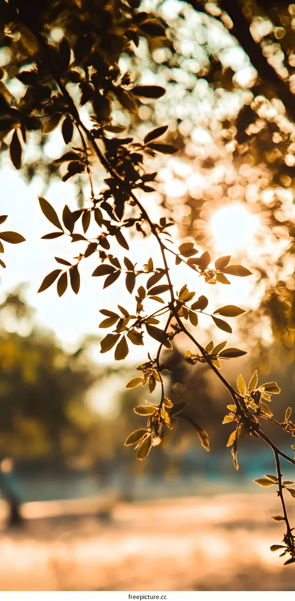 Sunlight Through Leaves  Branch
