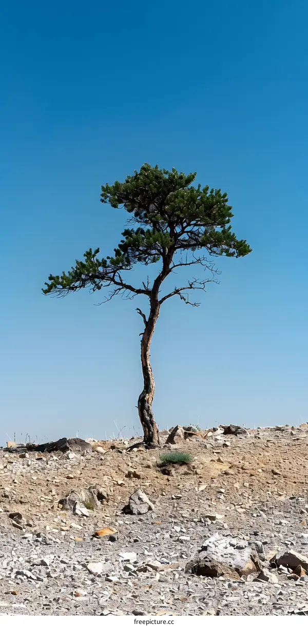 Lonely Tree on Rocky Hillside