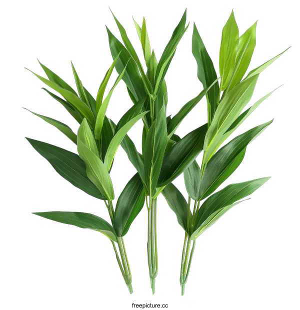 [Transparent Background PNG]Fresh green tropical leaves of palm tree isolated on black background